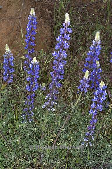 lupinus benthamii 3 graphic